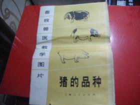 畜牧兽医教学图片：猪的品种