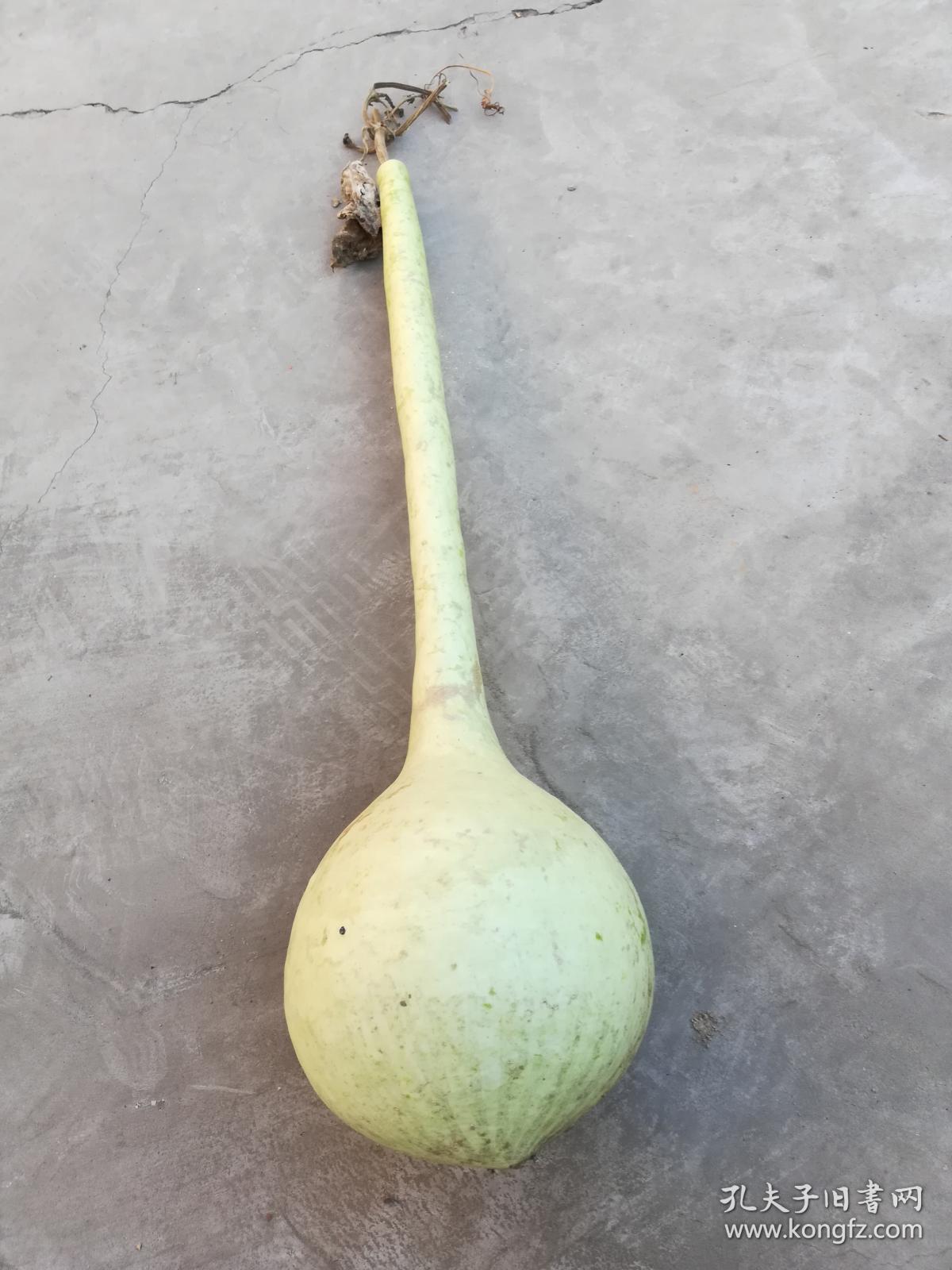 文玩葫芦长柄葫芦长约70厘米葫芦里有种子