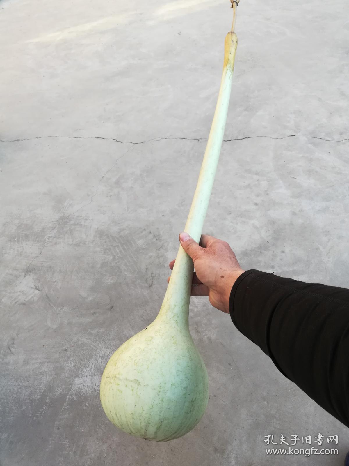 文玩葫芦;长柄葫芦长约80厘米葫芦里有种子