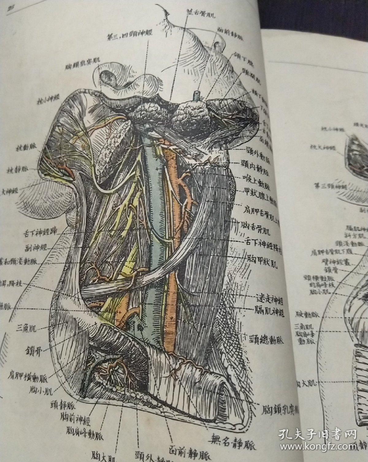 民国印刷精美医书外科解剖学图谱一厚册解放区图书民国三十八年版手写