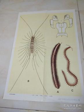 挂图全2幅 蜈蚣及其生活习性 常见的多足纲动物.