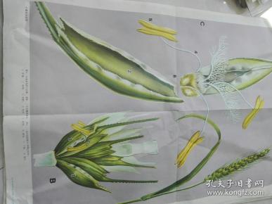 初中 教学 挂图(小麦花的结构)