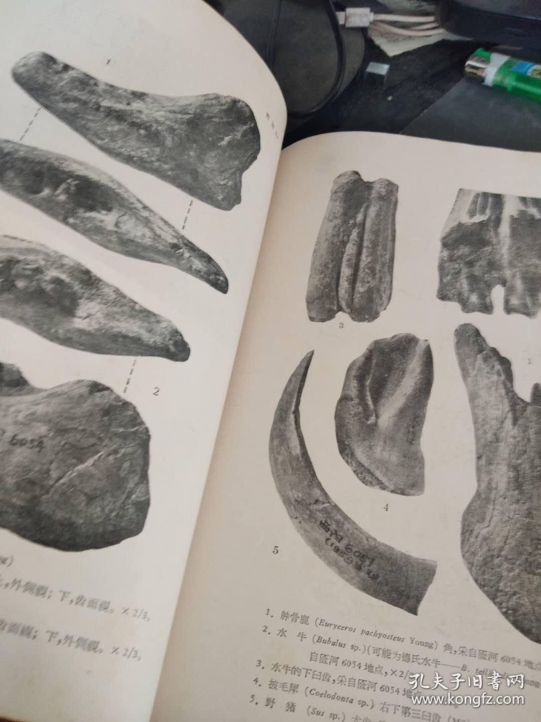 《匼河》山西西南部旧石器时代初期文化遗址 两本合售品鉴图