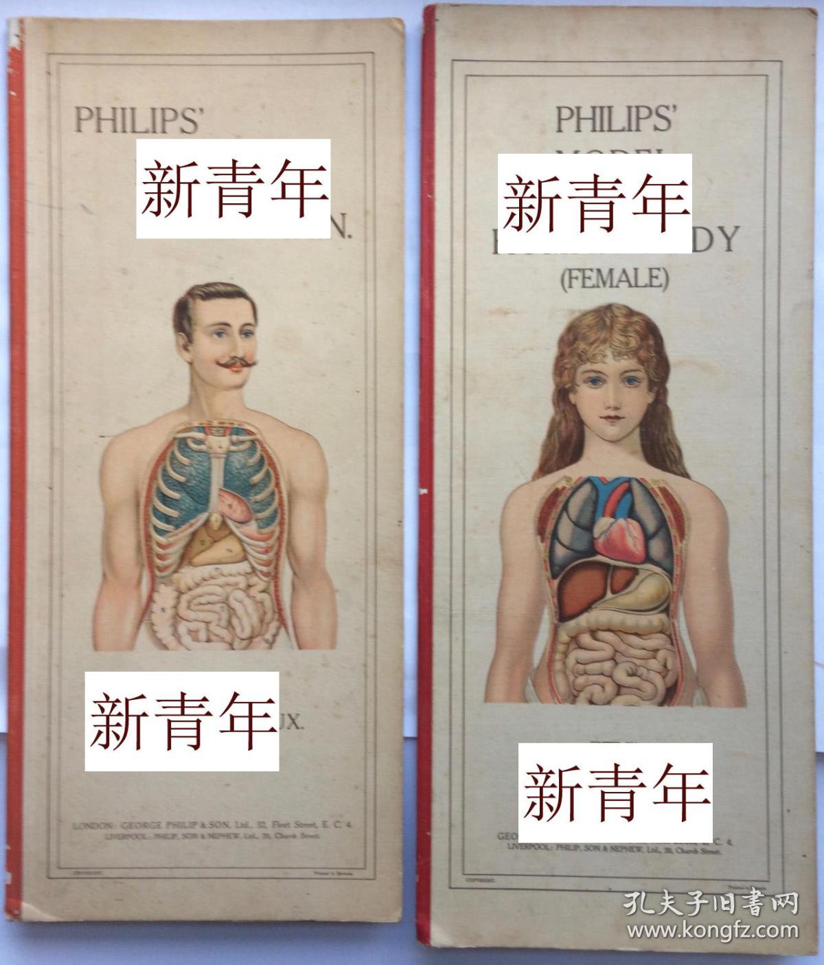 稀缺 珍贵 医学 人体模型 女性人体的解剖模型2卷全 大量彩色板画插图 约10年出版 孔夫子旧书网