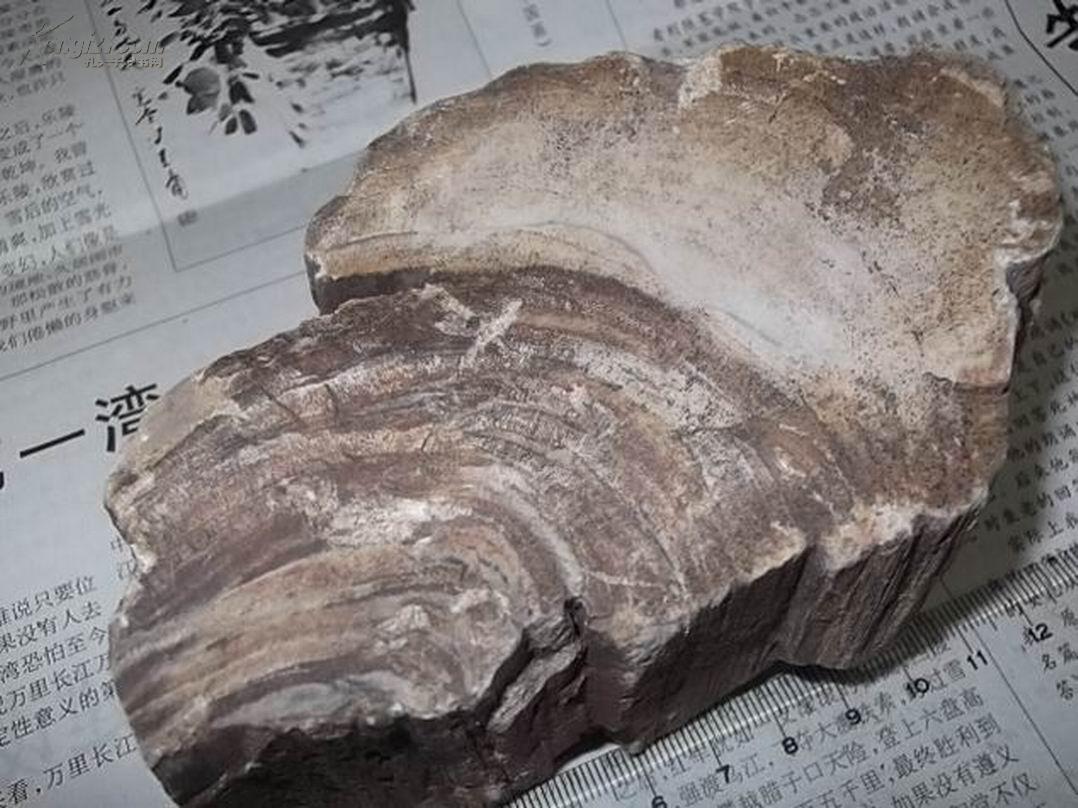mhs19镇宅之宝木化石产地小兴安岭会说话的石头