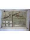 5-60年代生物教学挂图一幅 鲤鱼的采卵、孵化 竹轴装裱 47/72厘米