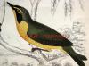 1850版《地球的自然史：动物图谱》—黄腹地莺等/系列彩色雕版画/手工上色/25x16.5cm