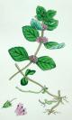 1880年版《英国植物学图谱》—“ 野薄荷”/木版画手工上色/25x17cm