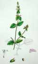 1880年版《英国植物学图谱》—“ 田野水苏”/木版画手工上色/25x17cm