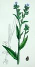 1880年版《英国植物学图谱》—“ 牛舌草”/木版画手工上色/25x17cm