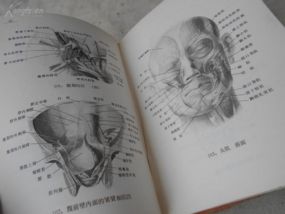 人体解剖学填图册图片
