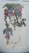6-70年代 无款 紫藤国画一幅  尺寸68/47厘米