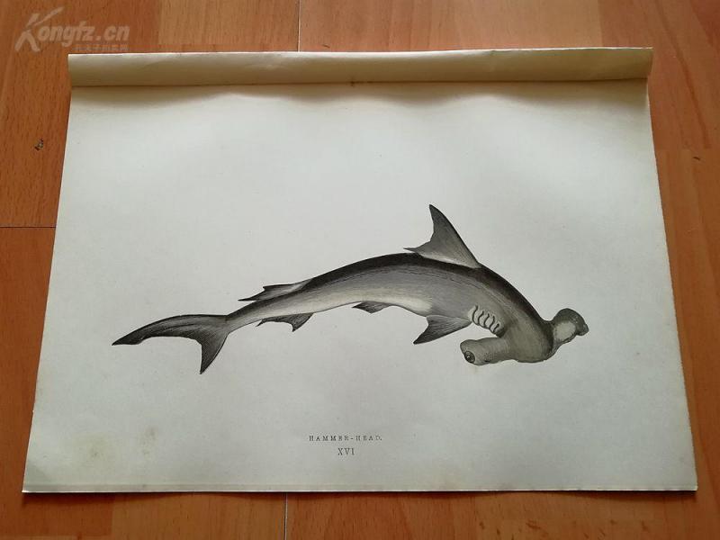 双髻鲨的画法图片
