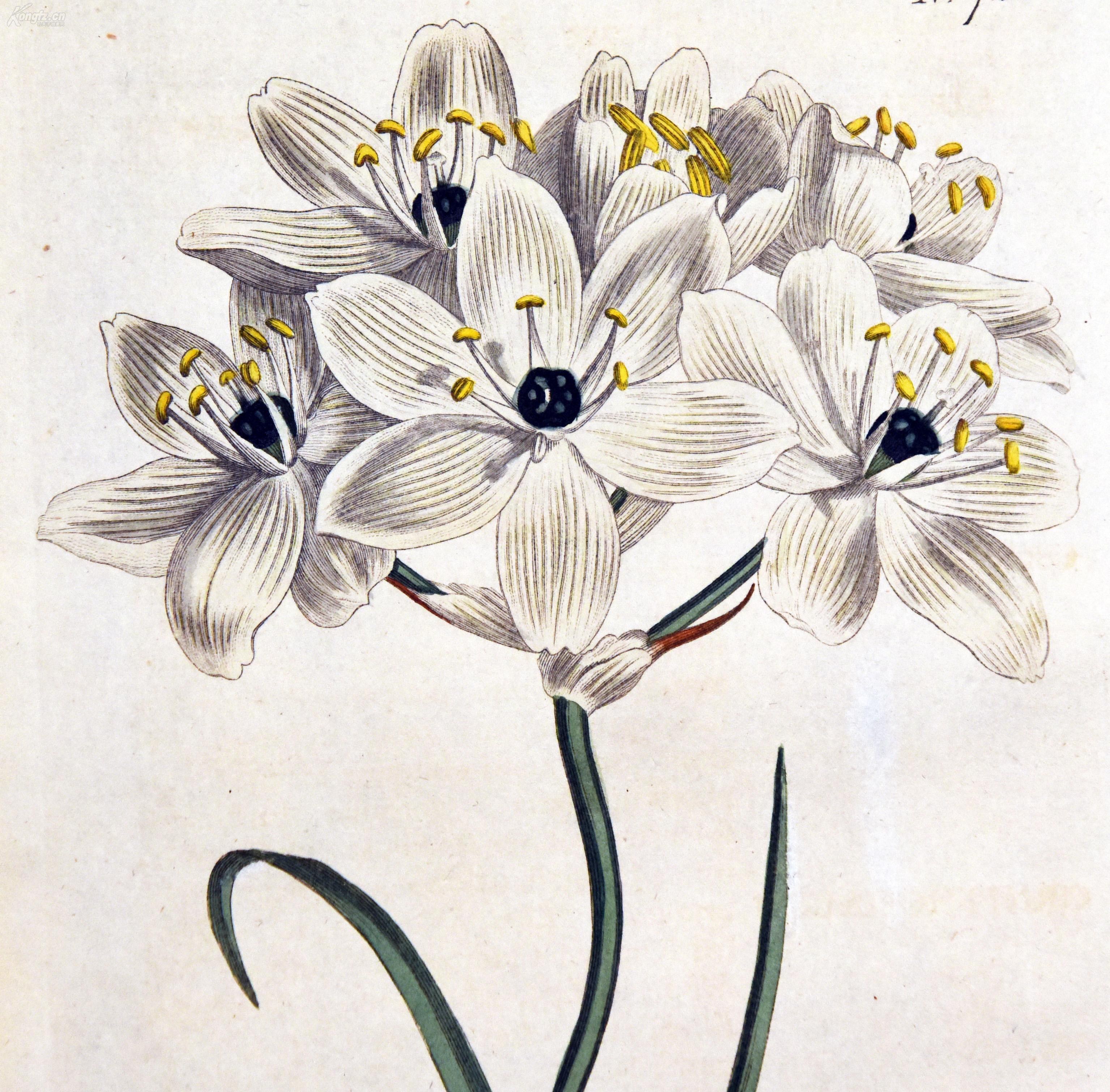 稀有精美图谱1804年英国柯蒂斯植物铜版画圣星百合手工上色