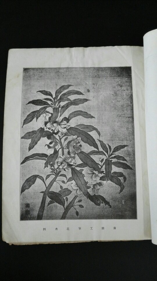 民国珂罗版 恽南田工笔花卉 蒋南沙草花虫蝶合册