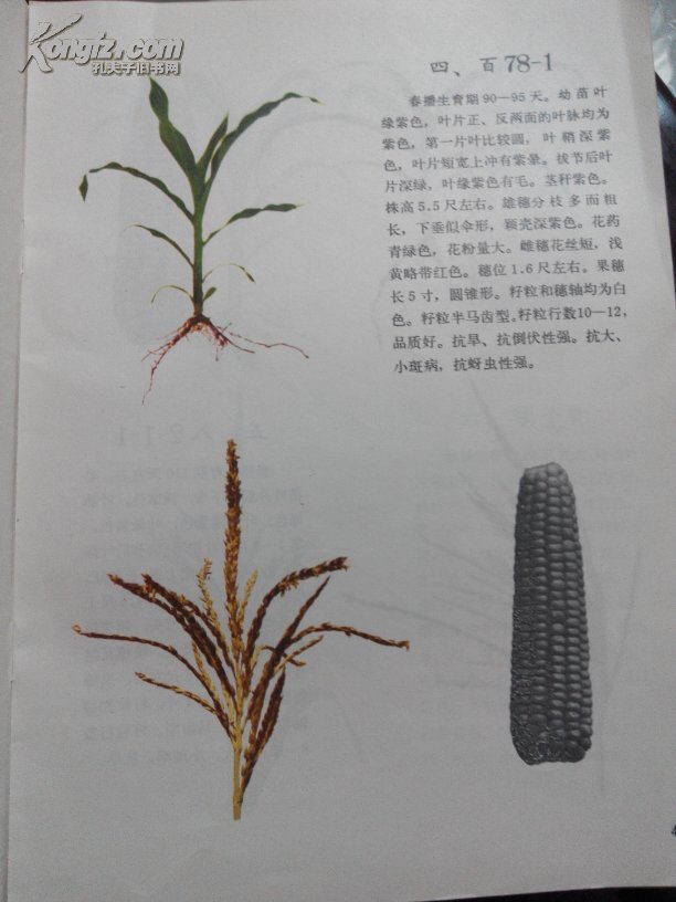玉米主要自交系图谱(彩图)