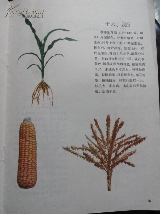 玉米主要自交系图谱(彩图)