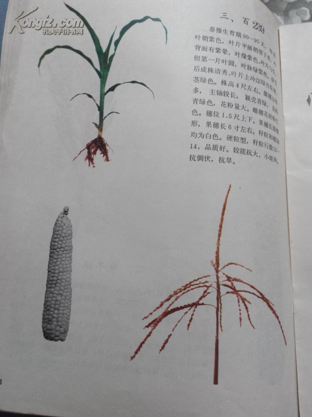 玉米主要自交系图谱(彩图)