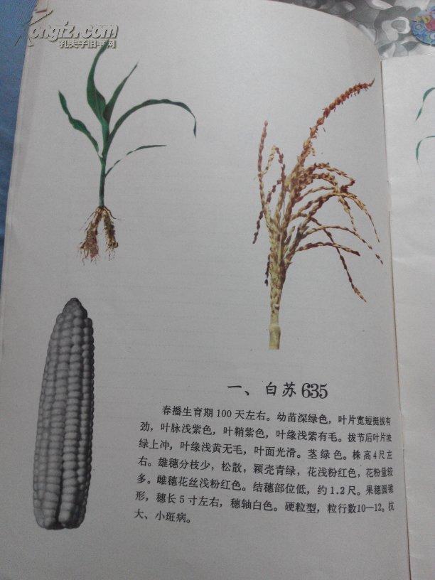 玉米主要自交系图谱(彩图)