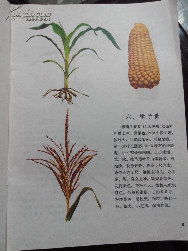 玉米主要自交系图谱(彩图)