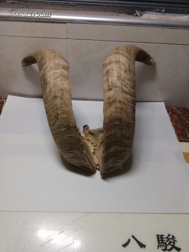 羊角 一对