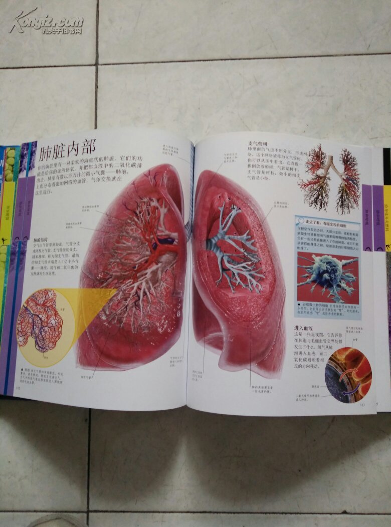dk儿童人体百科全书