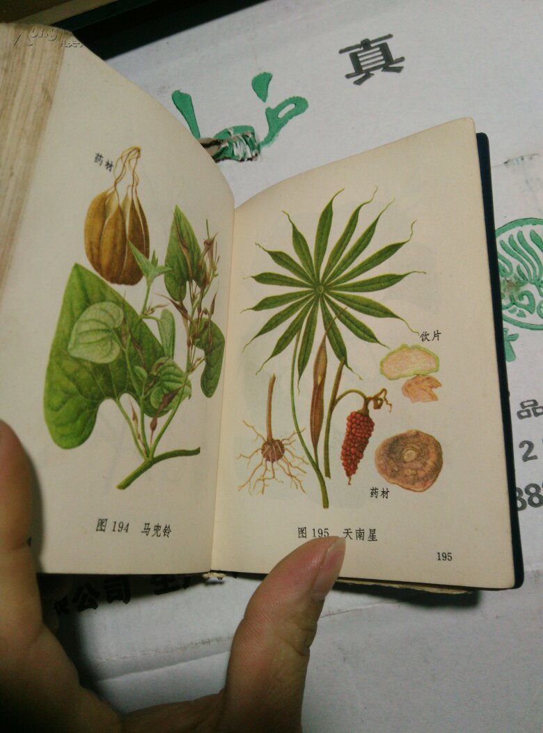 常用中草药图谱(彩色)