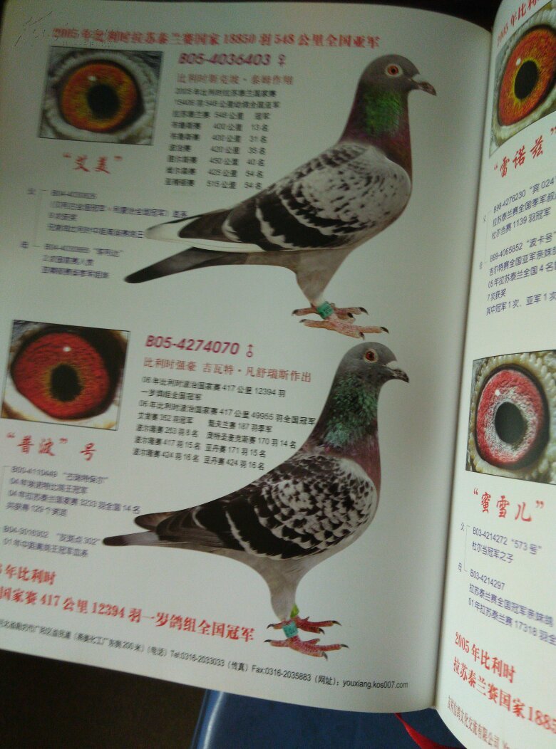 赛鸽天地2006