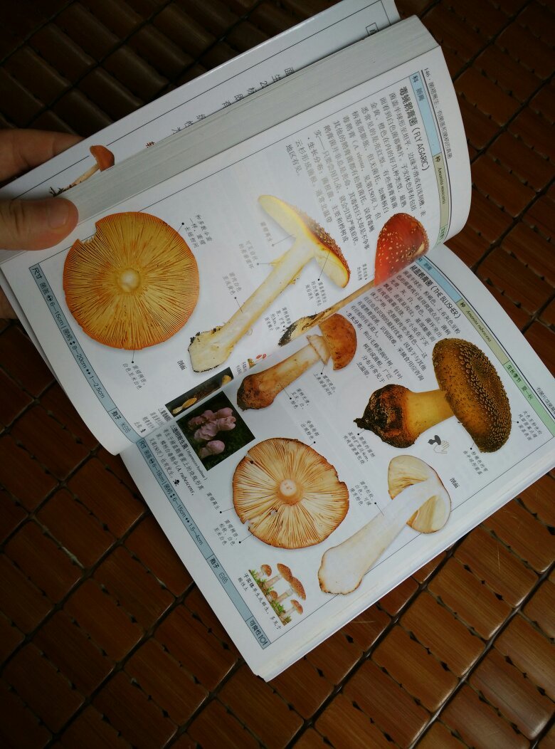 蘑菇:全世界500多种蘑菇的彩色图鉴