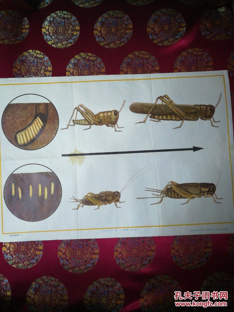 教学挂图蝗虫和蟋蟀的一生