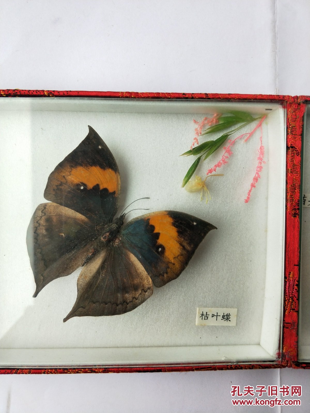 枯叶蝶,猫头鹰 标本