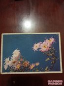 50年代明信片---菊花