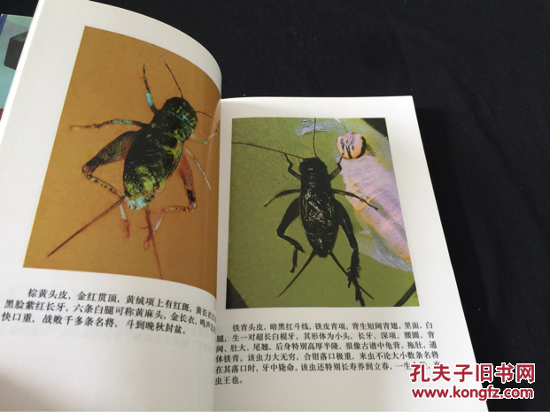 60年经验谈蟋蟀的选,养,斗_火光汉_孔夫子旧书网