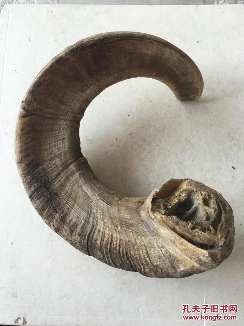 牛角摆件【货号3】大犄角,稀少品好,,喜欢的朋友不要错过