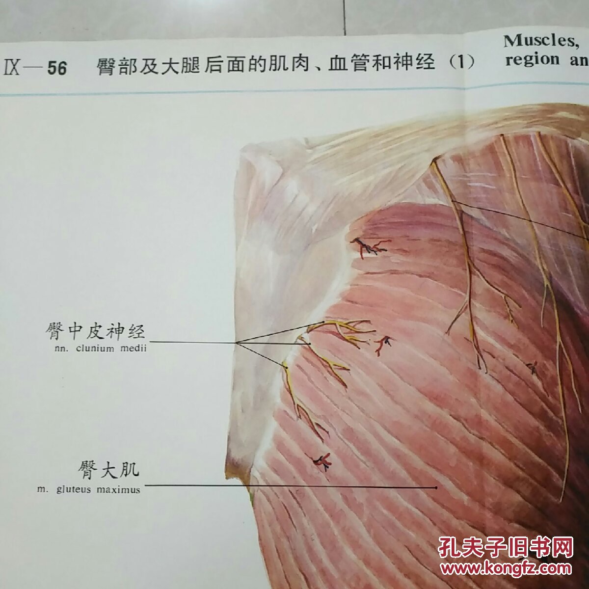 人体解剖挂图lx一56臀部及大腿后面的肌肉血管和神经1