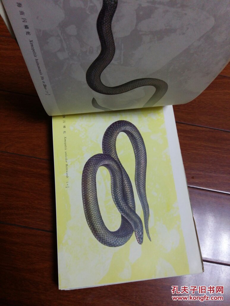 中国蛇类图谱,(16开精装有书衣)