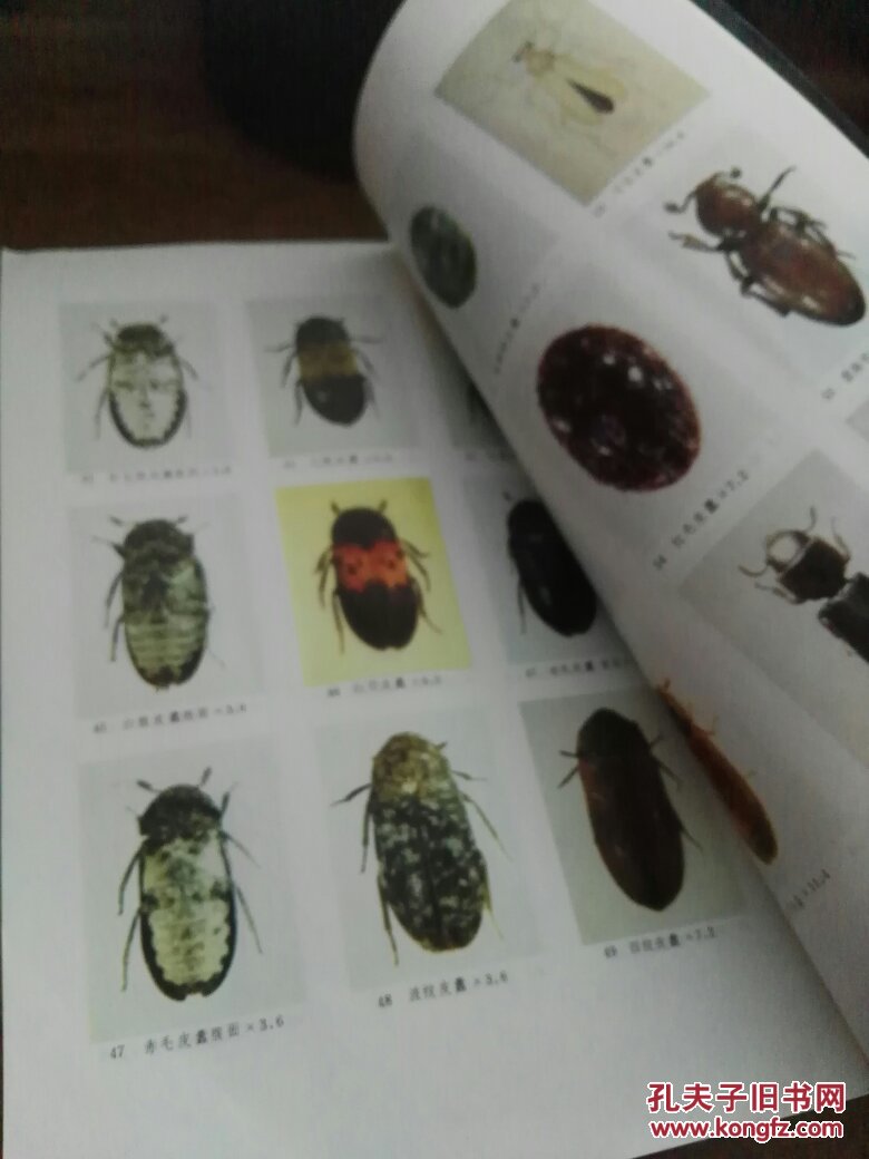中药材仓虫图册.