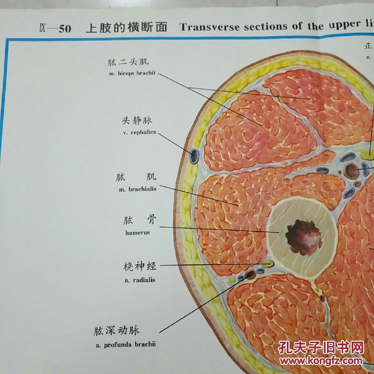 人体解剖挂图lx一50上肢的横断面
