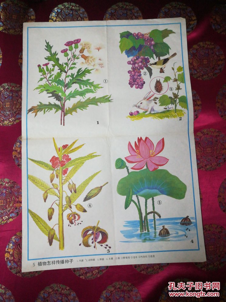 教学挂图植物怎样传播种子