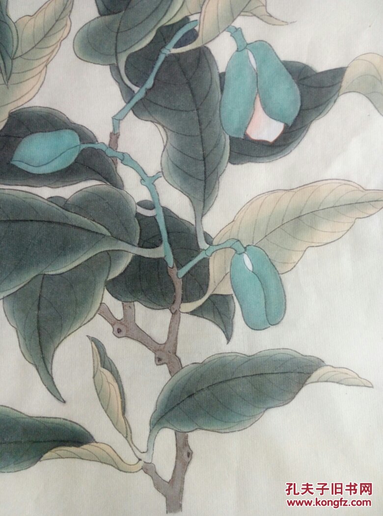 夜合花工笔画