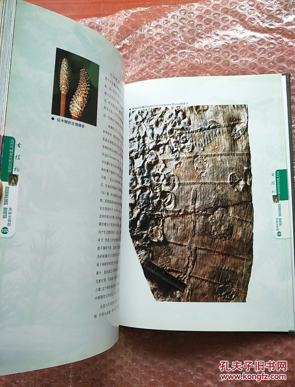 关岭生物群:探索两亿年前海洋生物世界奥秘的窗口【精装,大16开】