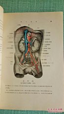 精选解剖学(上下)古旧书籍