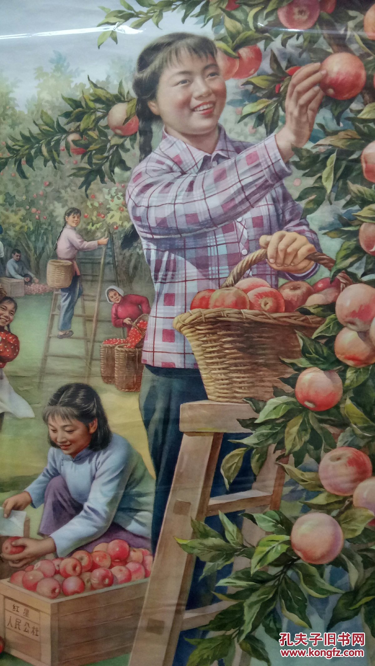 中国经典年画宣传画大展示苹果丰收对开虒人荣誉珍藏