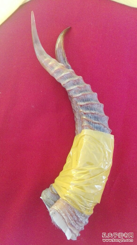 角 羊角 可以入药也可以当做雕刻件 保真 懂行的来