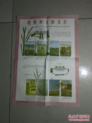 怎样防治水稻螟虫挂图