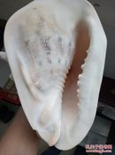 大海螺壳  长23cm高17cm  口边略有磕碰