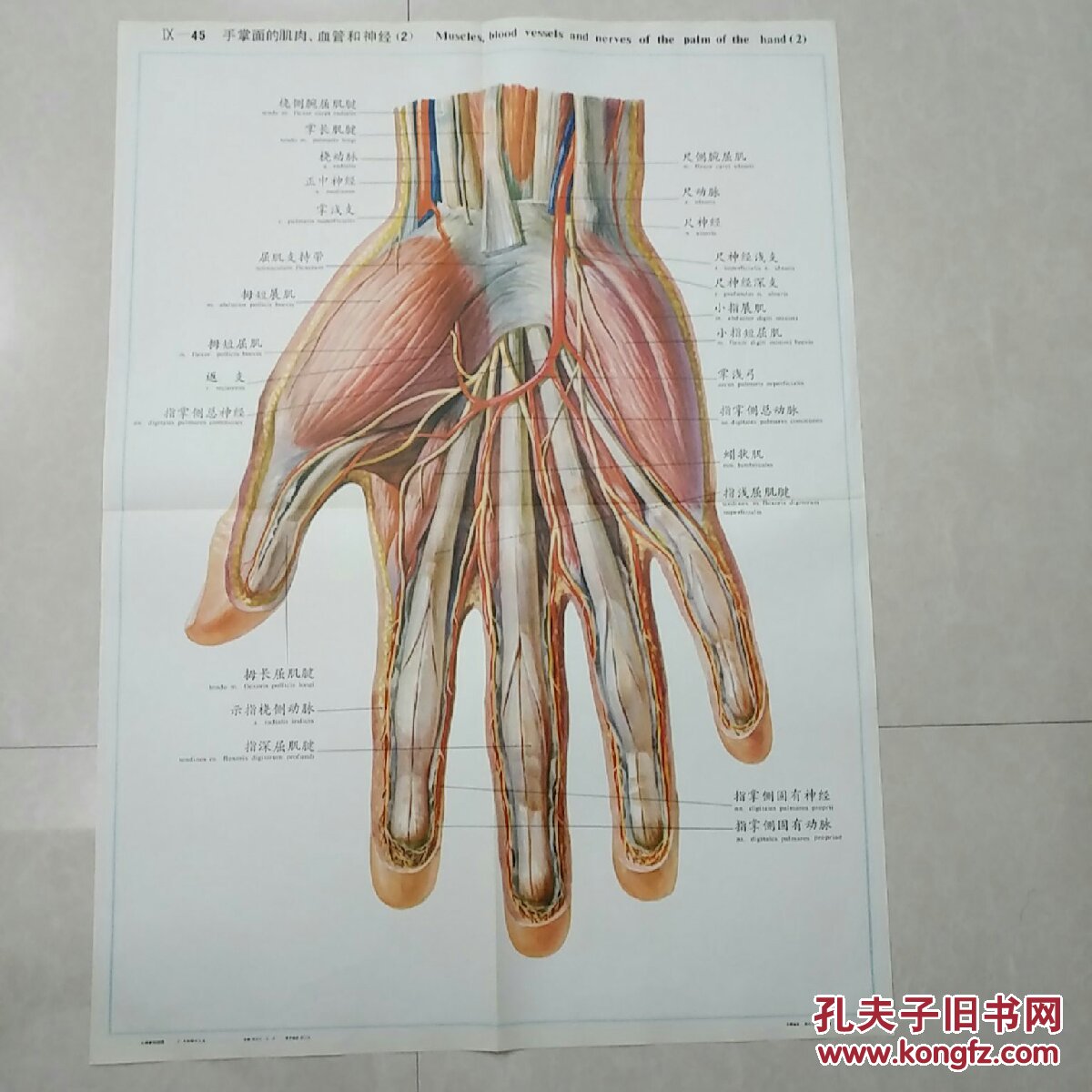 人体解剖挂图lx一45手掌面的肌肉血管和神经2