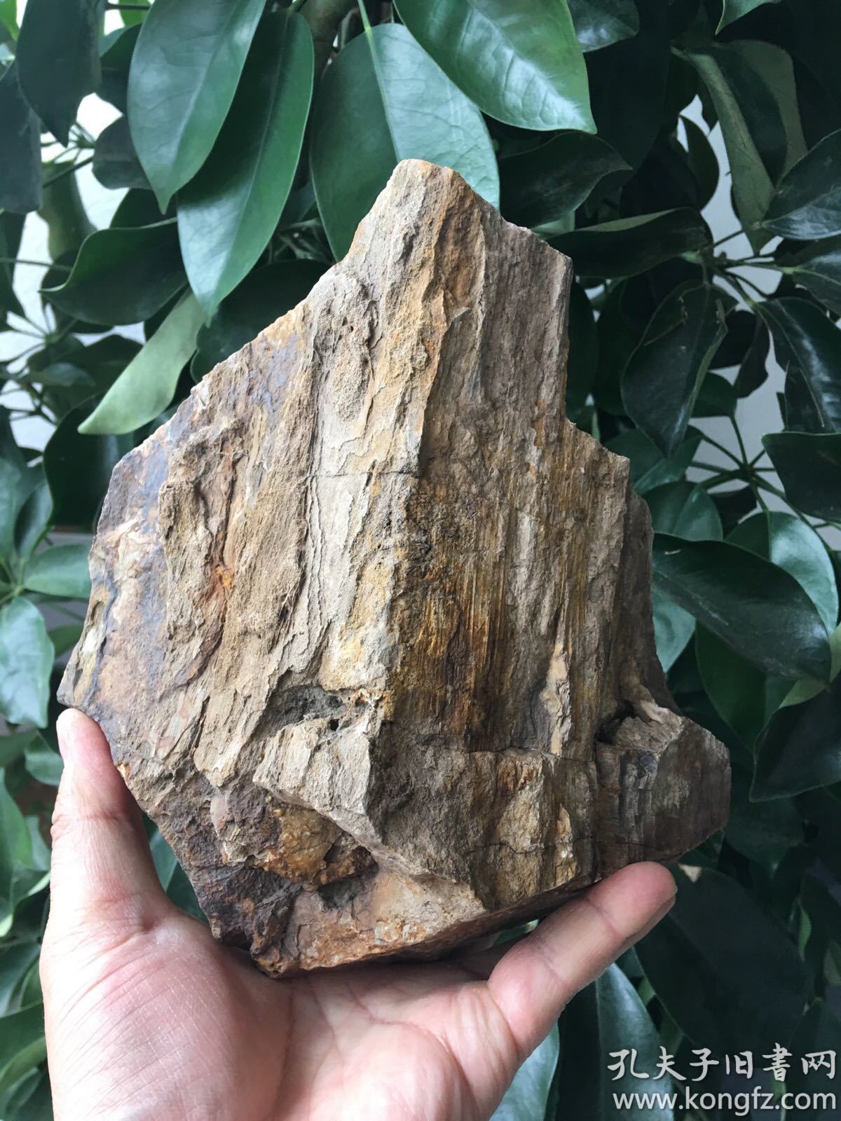 天然奇石,木化石【木化石,木化玉】重量:2995克,带树节,木化石奇石,木