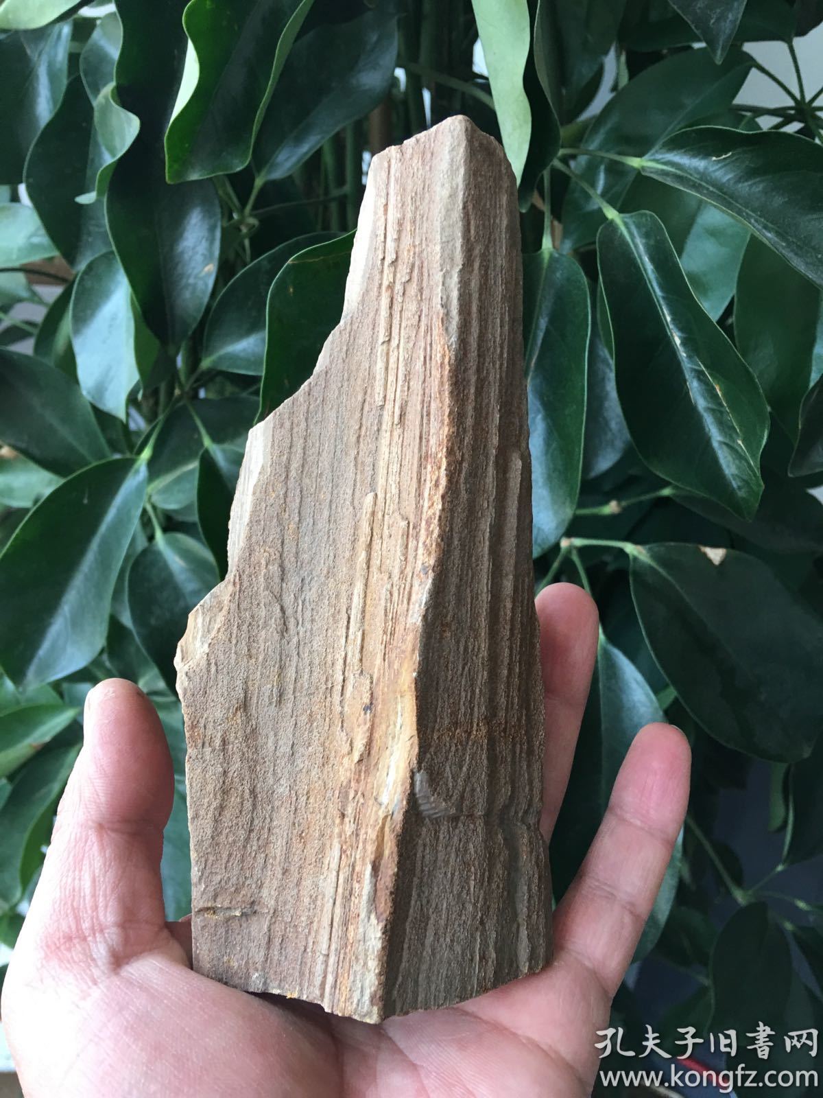 天然奇石,木化石【木化石,木化玉】重量:306克,带虫眼,木化石奇石,木