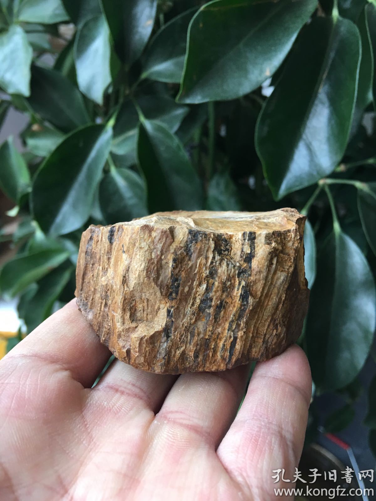 天然奇石,木化石【木化石,木化玉】重量:176克,木化石奇石,木化石彩